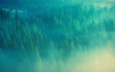 Treat Seasonal Allergies Naturally